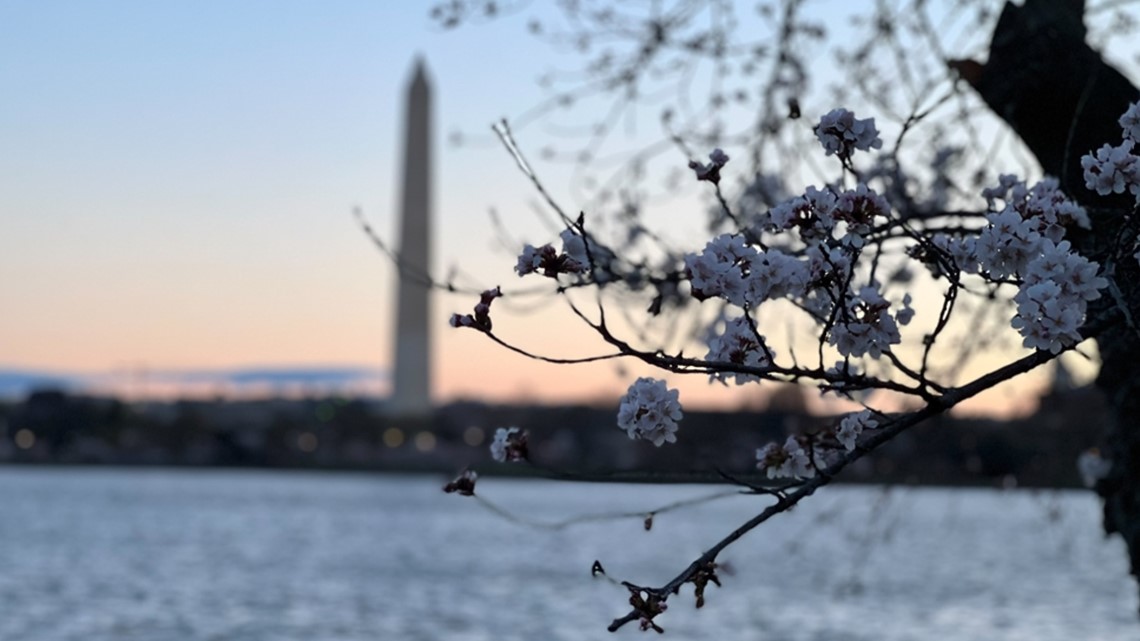 Video National Cherry Blossom Festival back for 110th anniversary