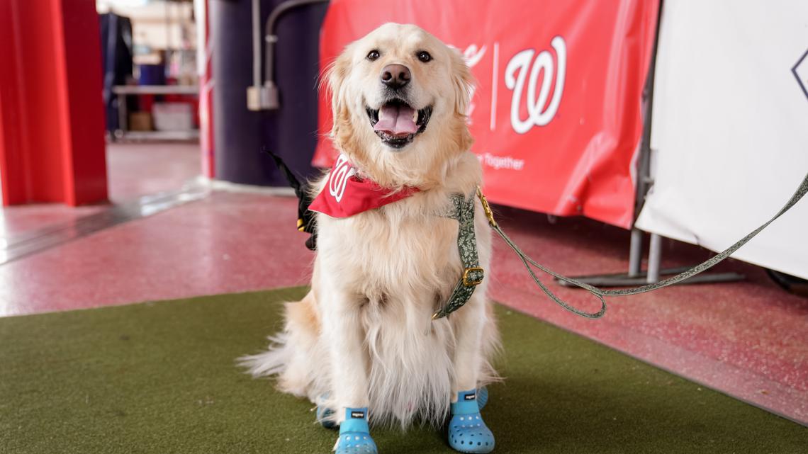 washington nationals pups in the park｜TikTok Search