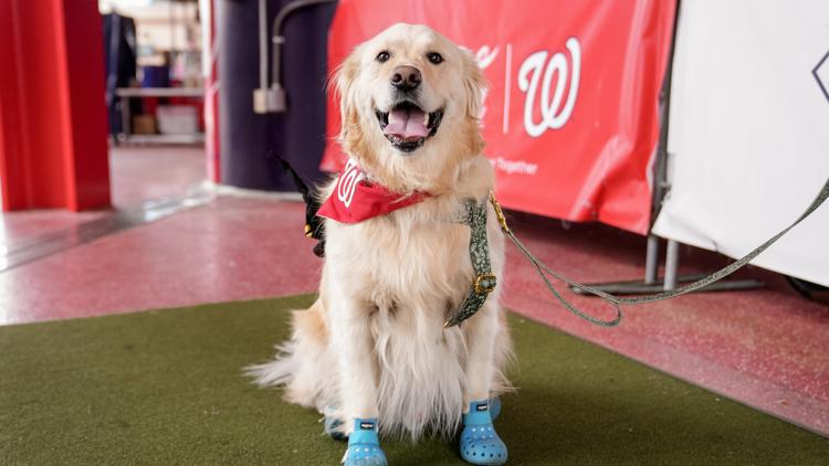 Want to take your dog to a Nationals game? Here's how you can