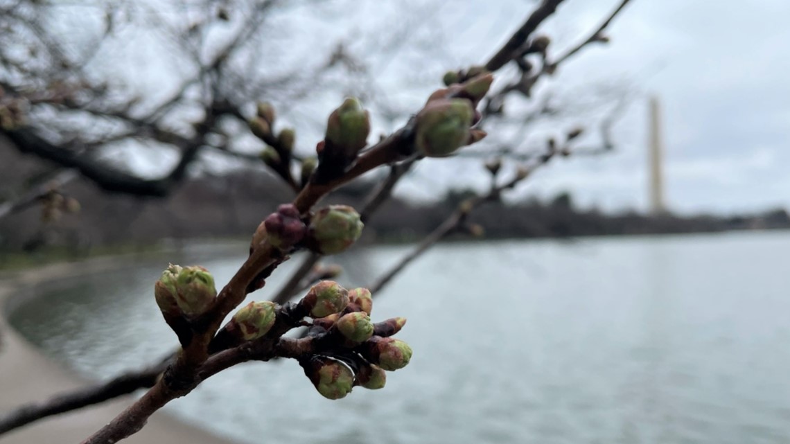 Washington, D.C., peak cherry blossom dates prediction: April 3-6