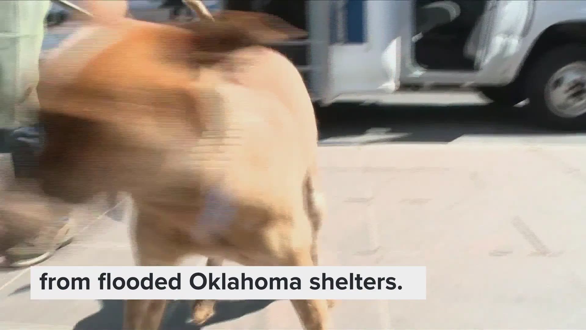 The shelter accepted around 15 animals.