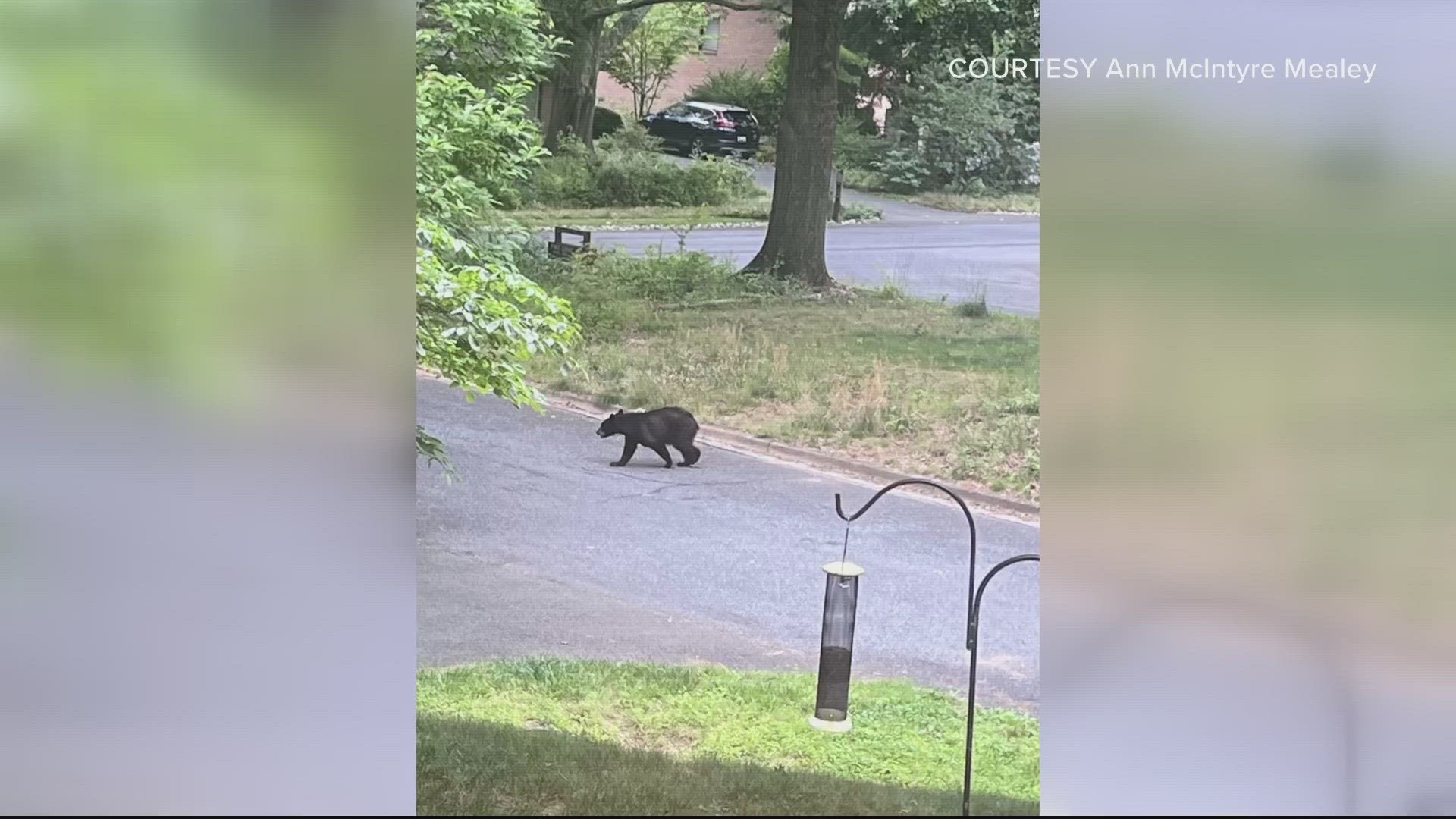 This is the latest instance in a string of bear sightings across the DMV in less than a week.