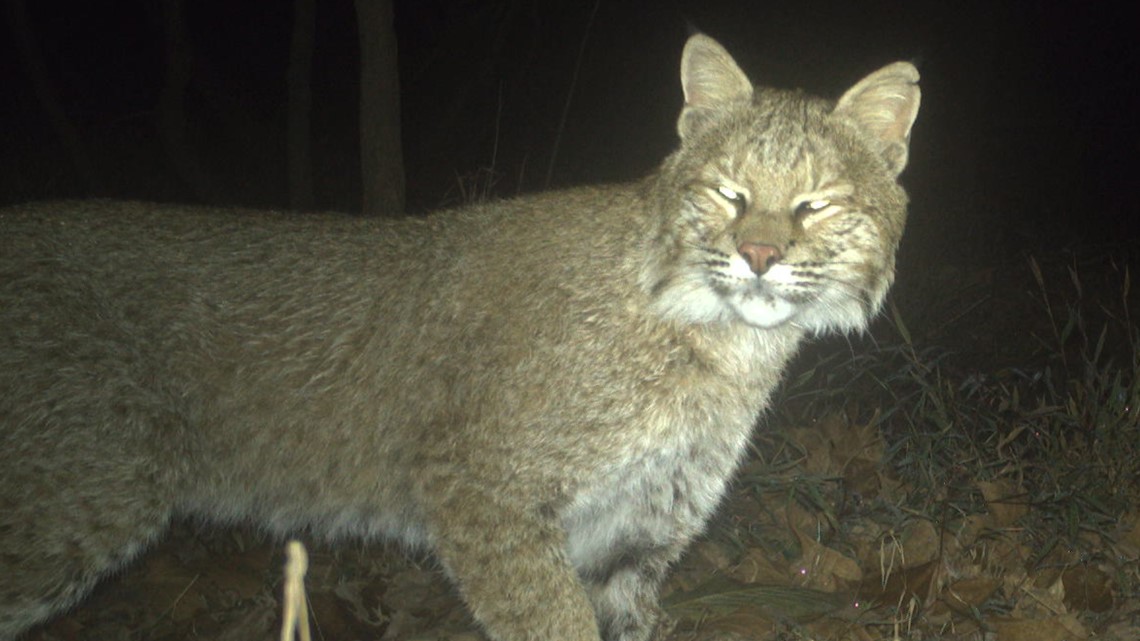 Bobcat spotted in Washington's Georgetown area | wusa9.com