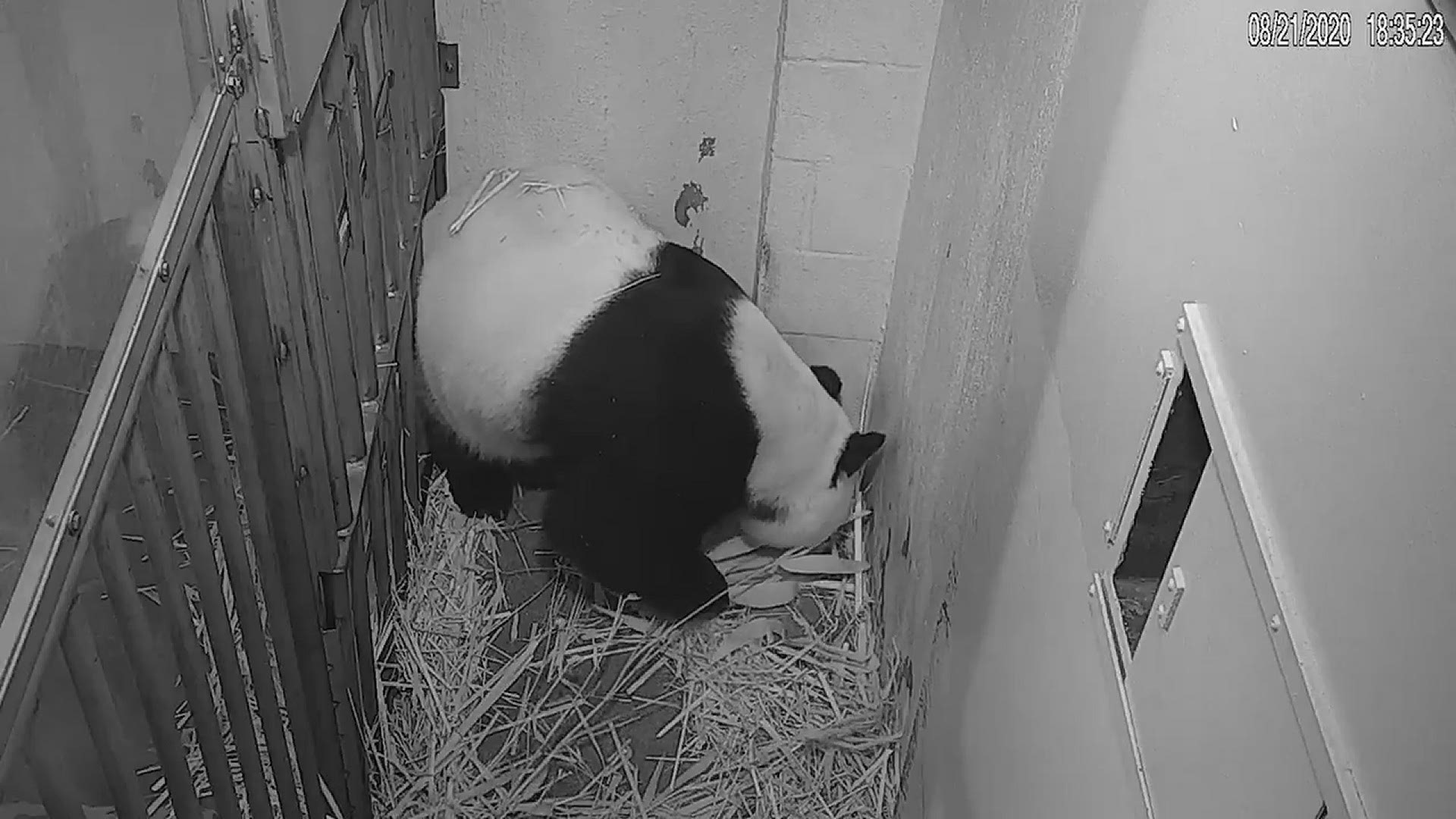 Video: Panda Cam
