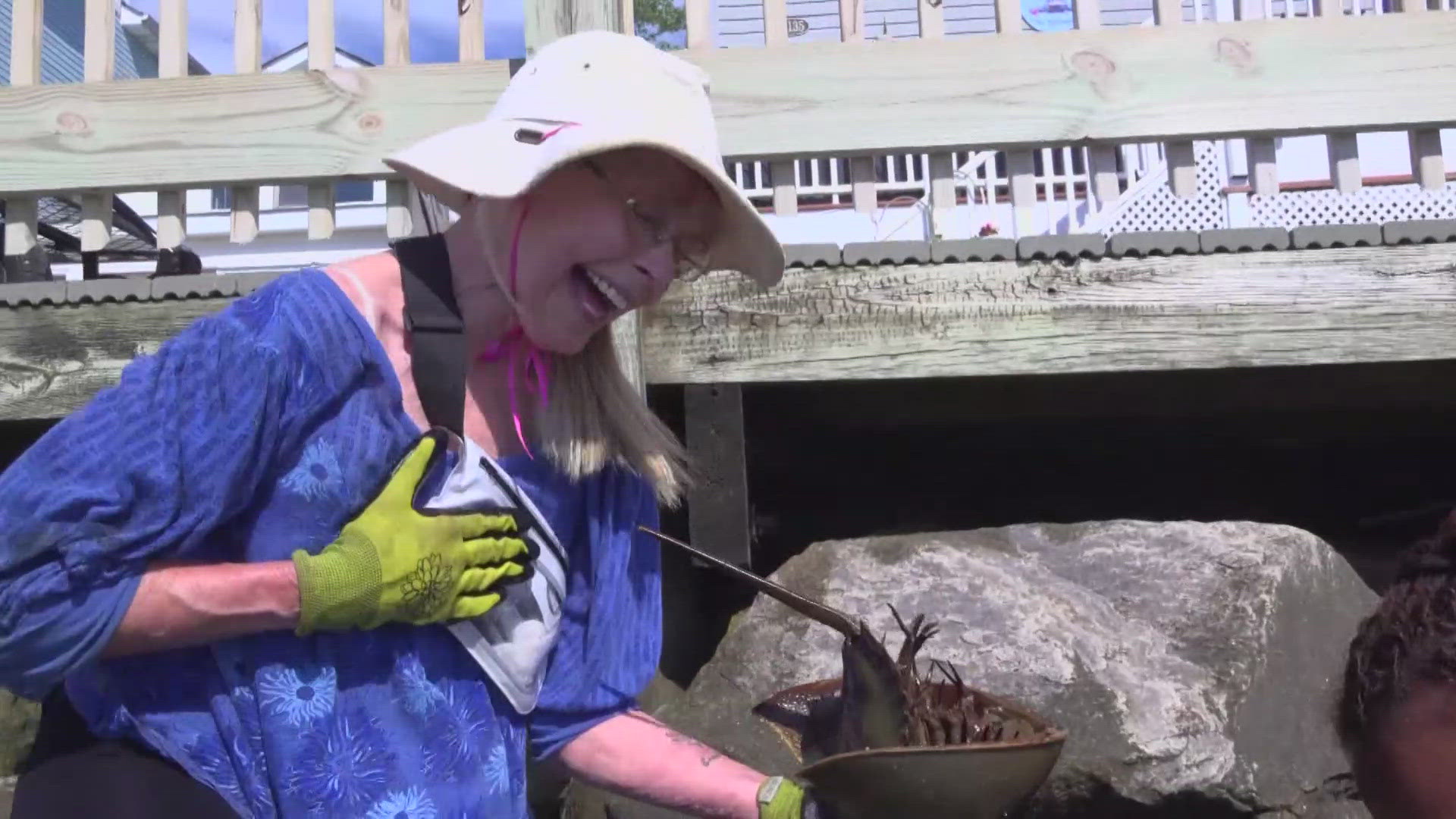 A group of volunteers in North Beach, Maryland is rescuing thousands of horseshoe crabs that become trapped in the shorefront riprap rock installed to protect the to