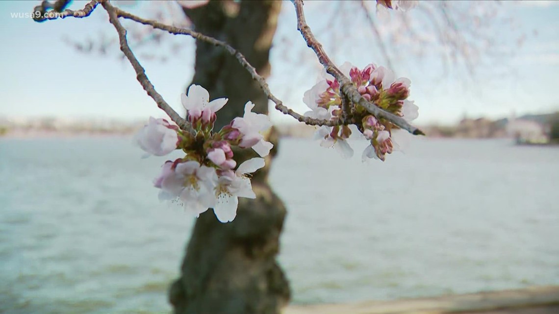 National Cherry Blossom Festival in Washington DC-2023 Events and History –  Travel and Dish