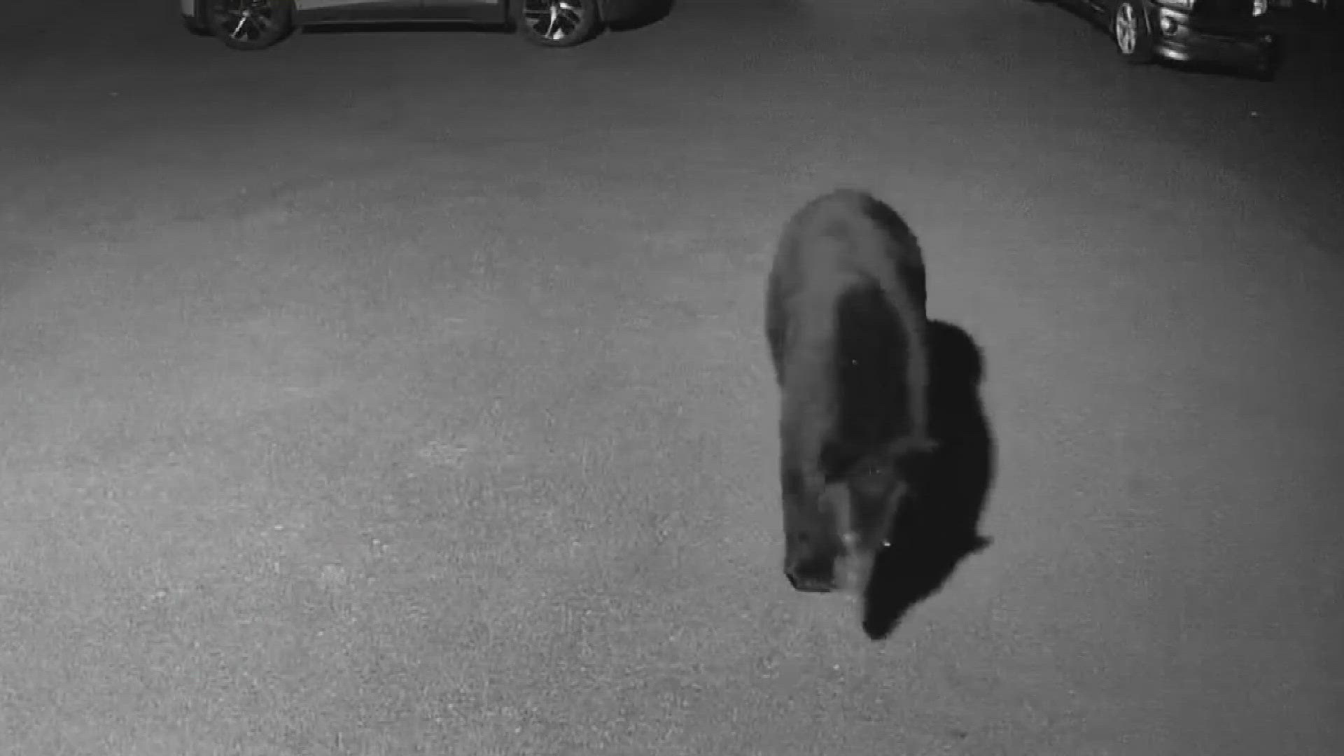 The bear sighting was in Aldie, Virginia in Loudoun County on Tuesday night. 