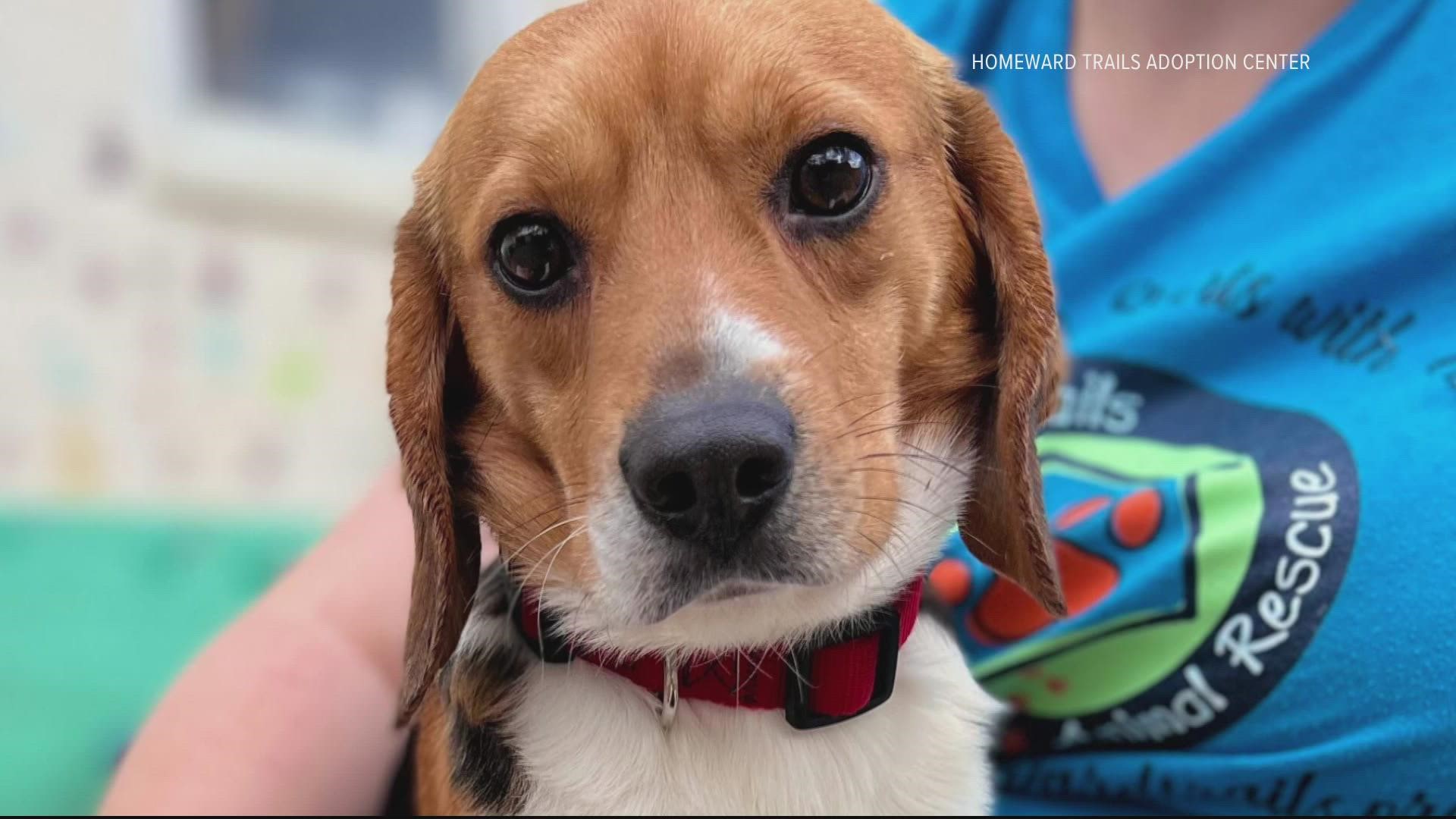 Lucky Dog Animal Rescue took in beagles that were removed from a mass-breading facility due to welfare concerns.