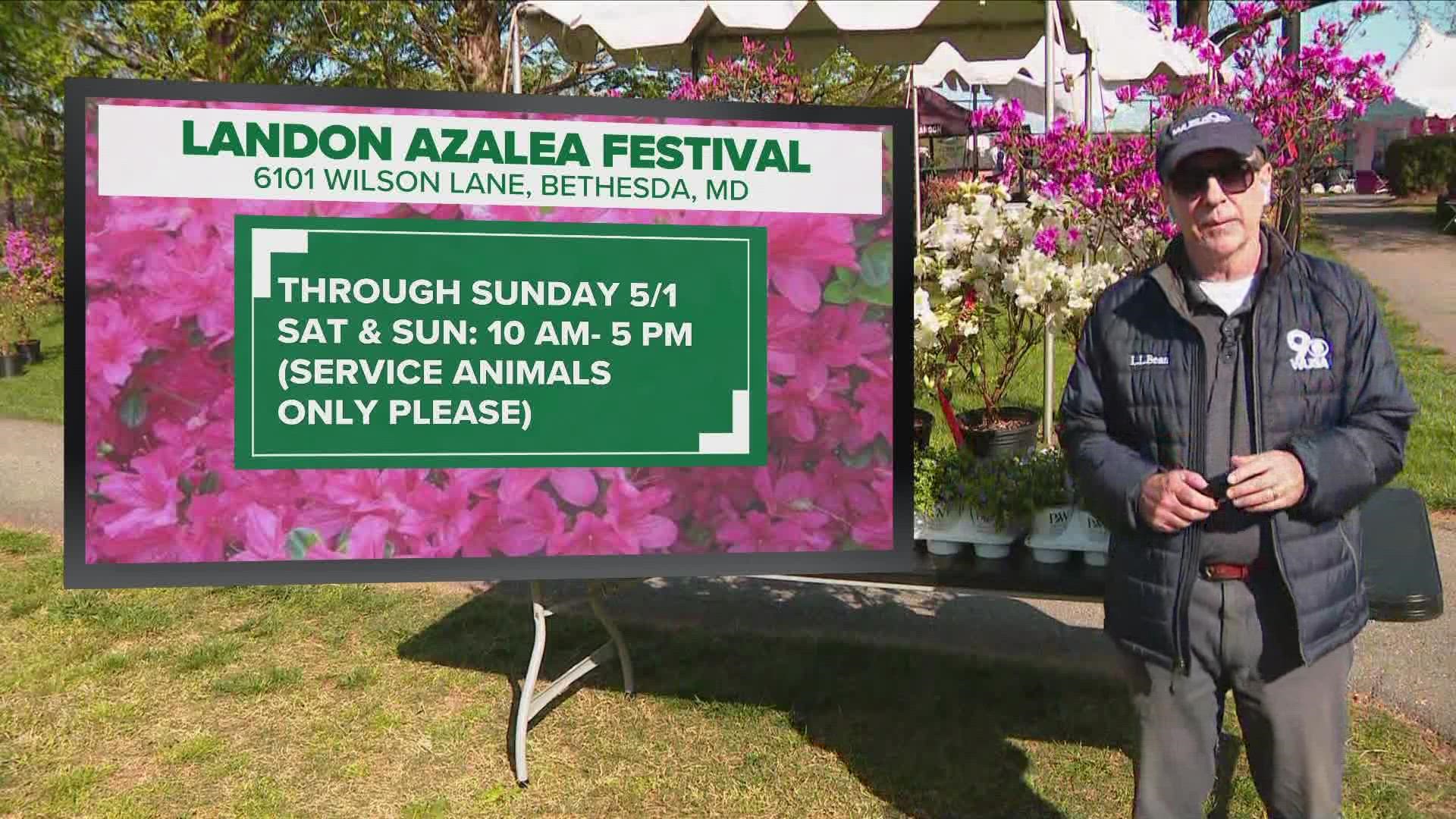 The Azalea Festival is free and open to the public and will include everything from flower and plant sales to food, sweets, rides and boutique shopping for visitors.