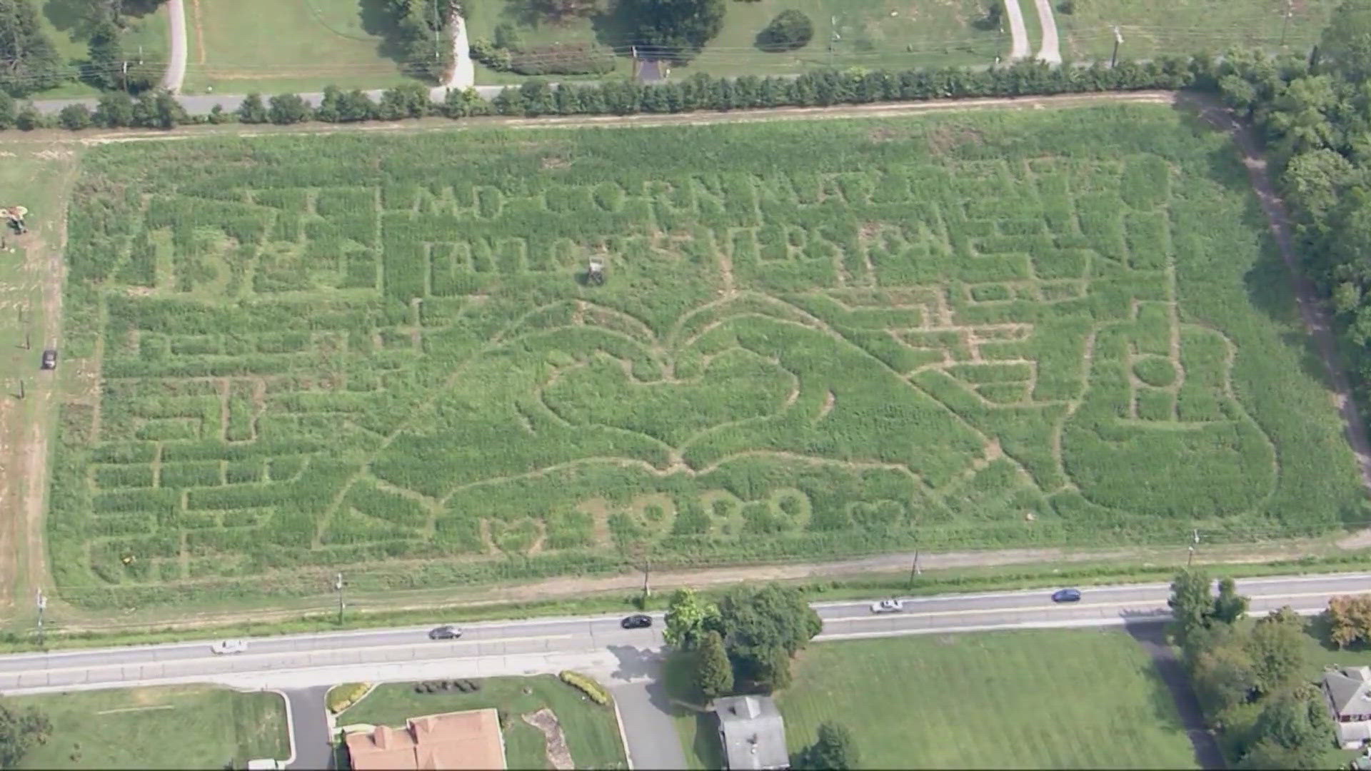 The maze along Gambrills Road opens Sept. 14 for all the Swifties to enjoy.