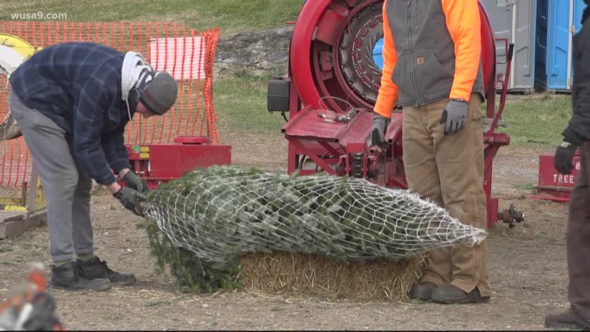 According to the National Christmas Tree Association, the average cost of a Christmas tree is now up to $75.