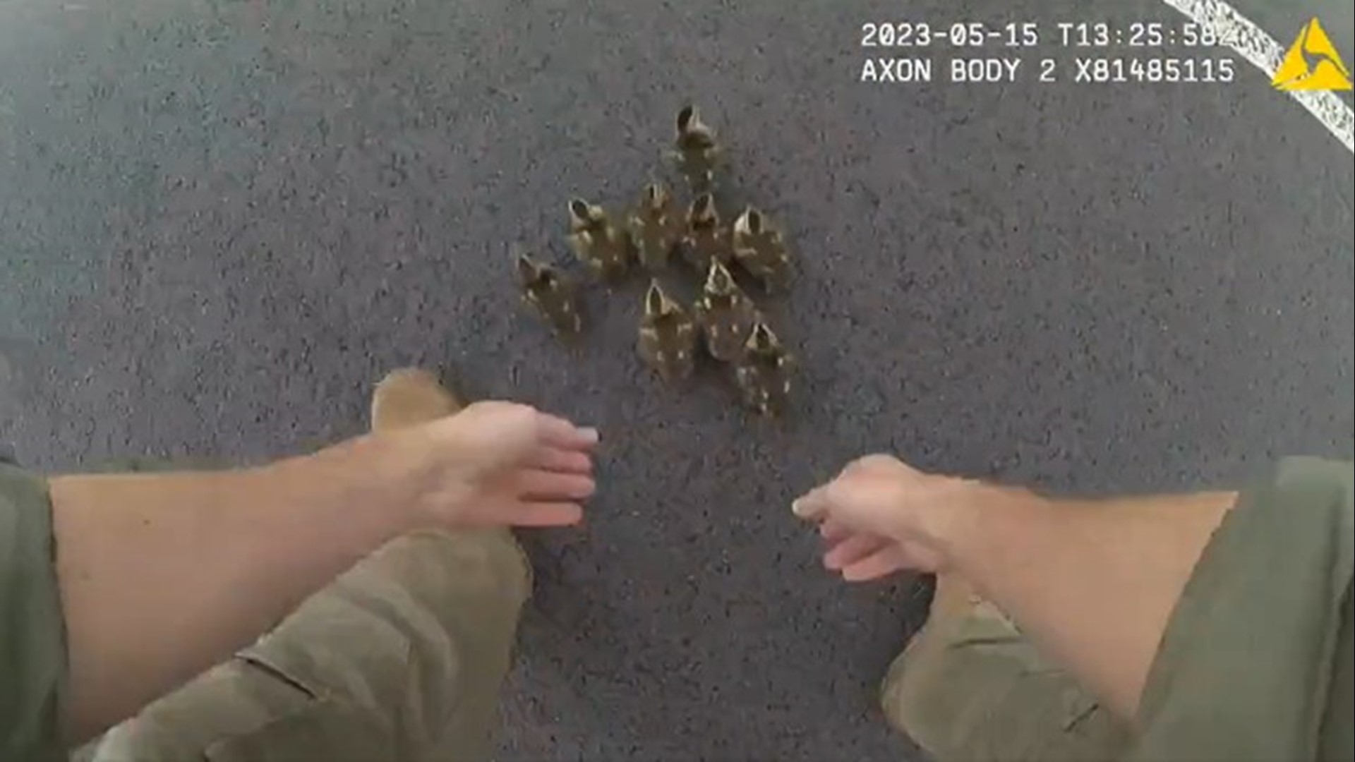 Officials from three agencies worked together to help a family of ducklings make their way across a roadway in Fairfax County.
