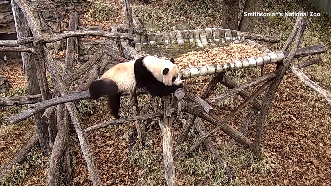 Panda enjoys 'solo play sessions' Smithsonian's National Zoo