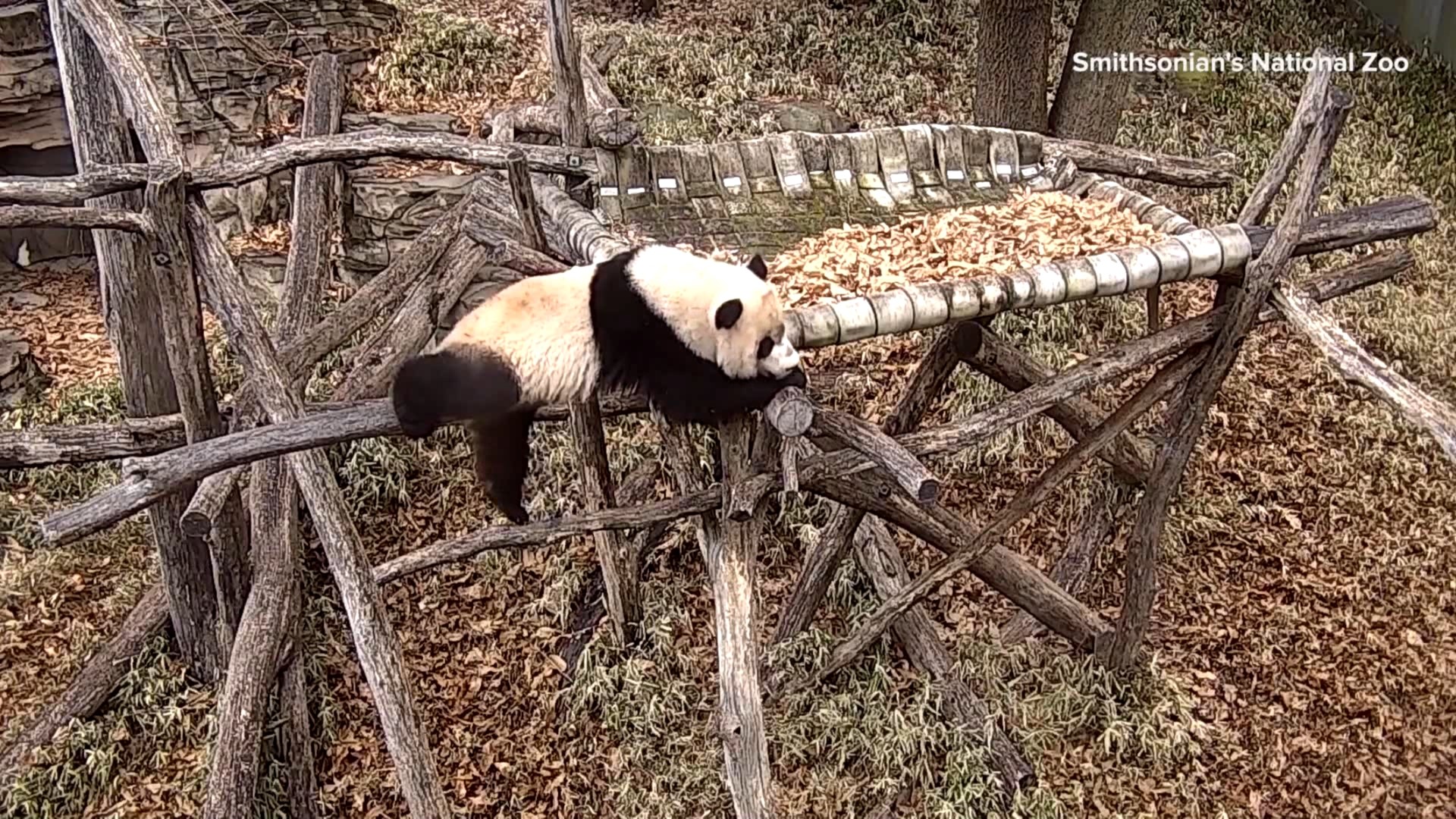 Xiao Qi Ji the panda showed off some of his gymnastics moves while playing at the Smithsonian's National Zoo in Washington, D.C. on January 19.