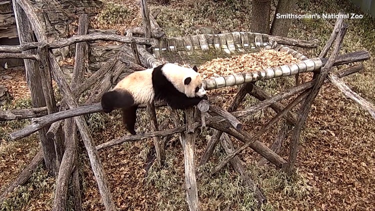 史密森尼国家动物园的小熊猫没有妈妈在身边，有时间玩耍