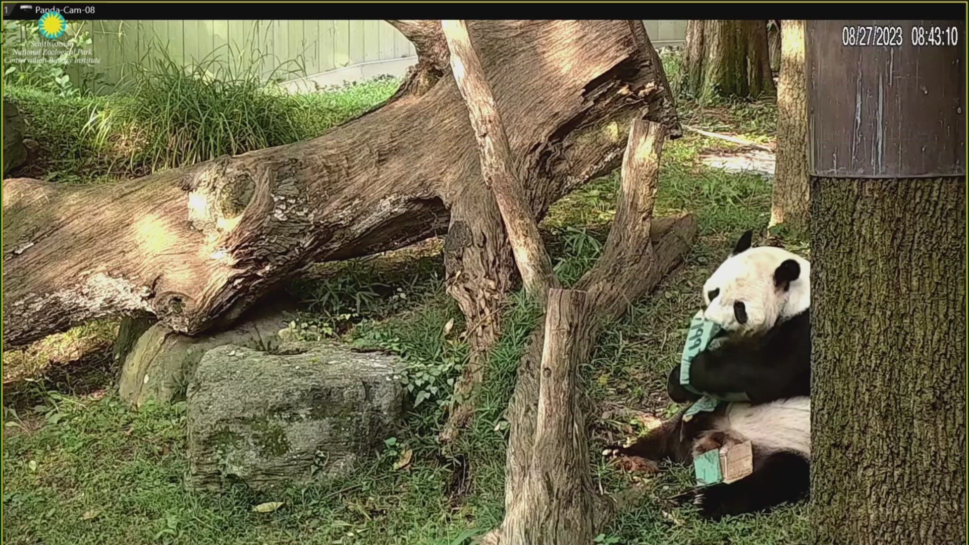 Tian Tian is turning 26, celebrating his final birthday in D.C. before heading home to China in December.