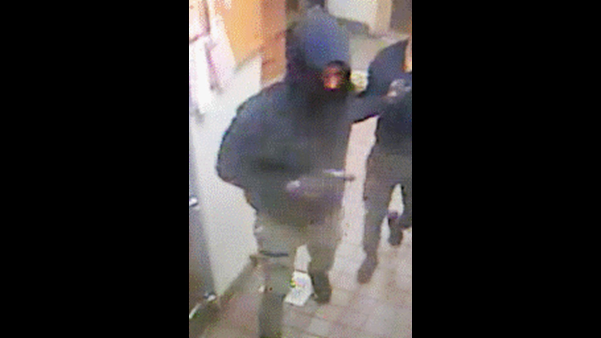Two men wanted for armed robbery of Dunkin Donuts in Virginia | wusa9.com