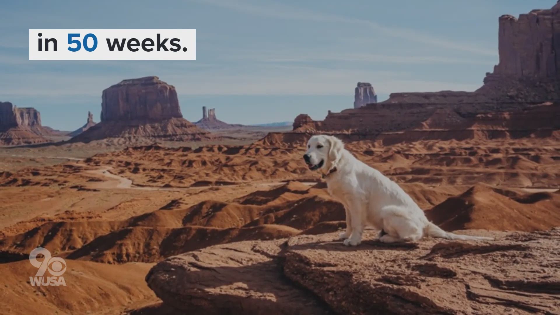Atlas 'Big Baby' Brown and his owner are traveling across the country for 50 weeks, documenting their journey on Instagram.