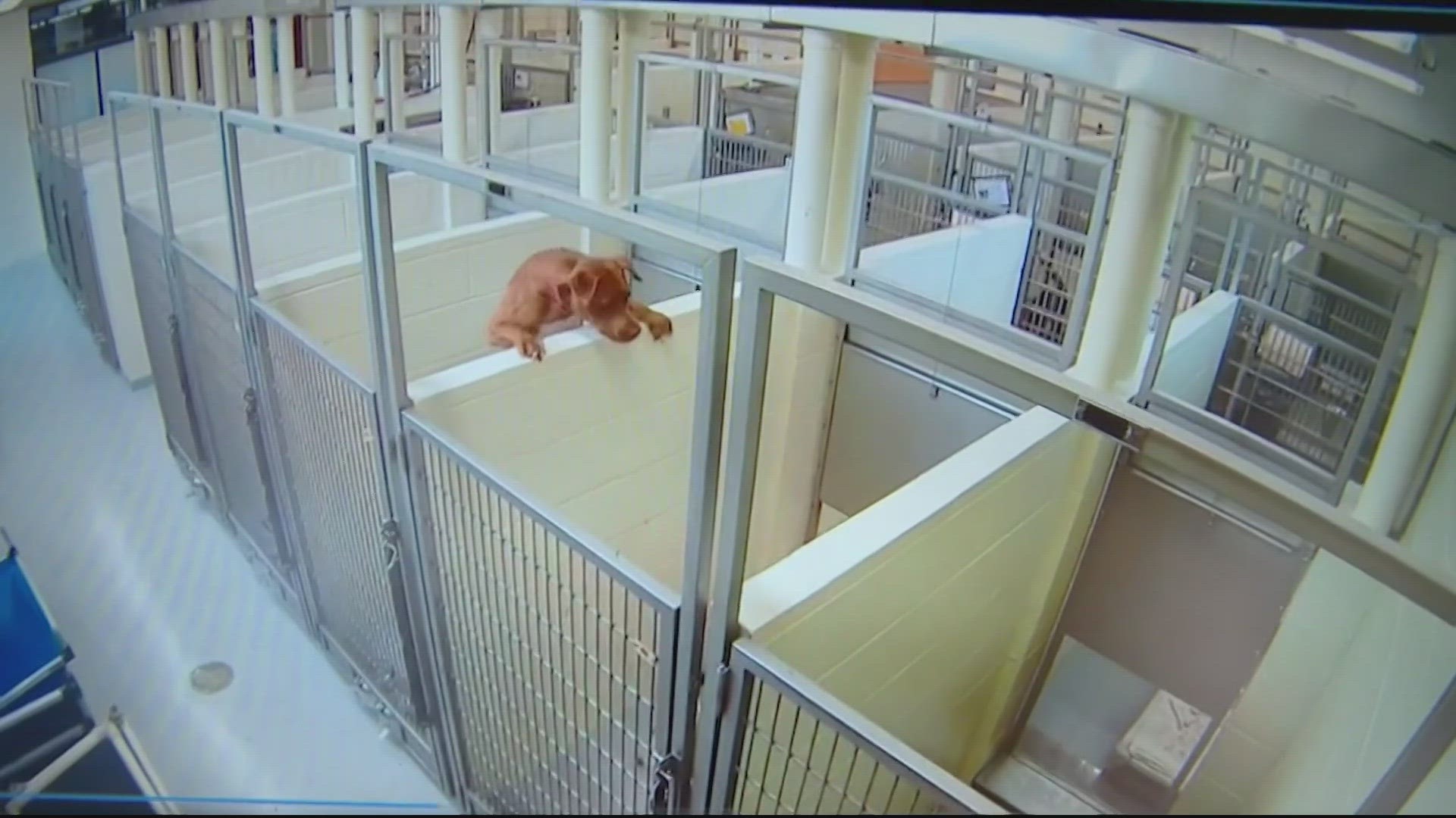 A video from Minneapolis Animal Care and Control shows a brown dog climbing over the wall at the shelter so she could hang out with her buddy in the next kennel over