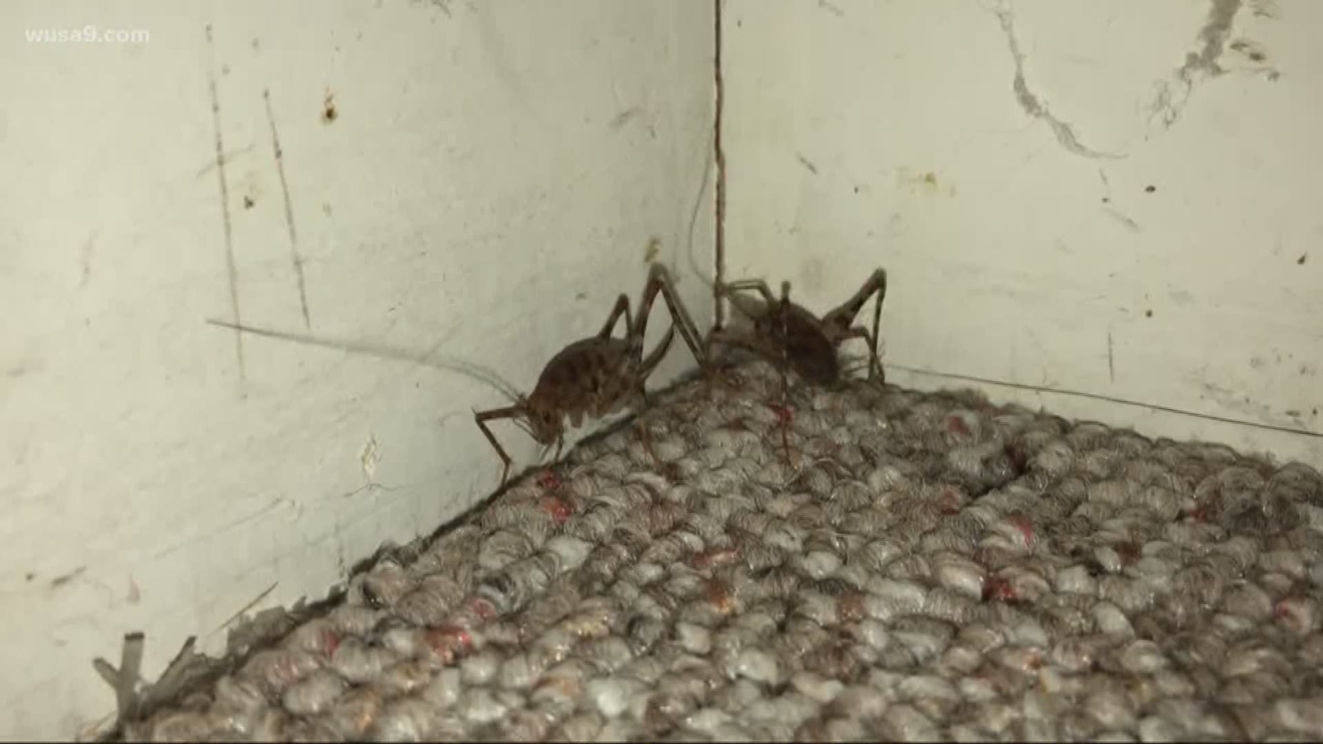 They look like scary spiders, live in the dark and can jump more than a foot with each hop. Cold weather brings these hopping invaders inside area homes.