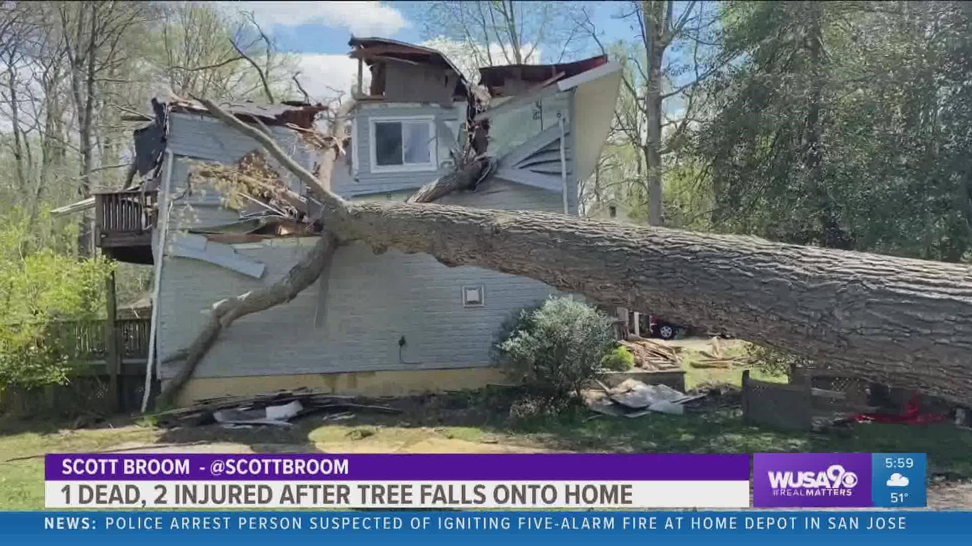 Both trees fell together and without warning after a day of heavy rain and hours of sustained winds nearing 30 miles per hour with higher gusts, an arborist said.