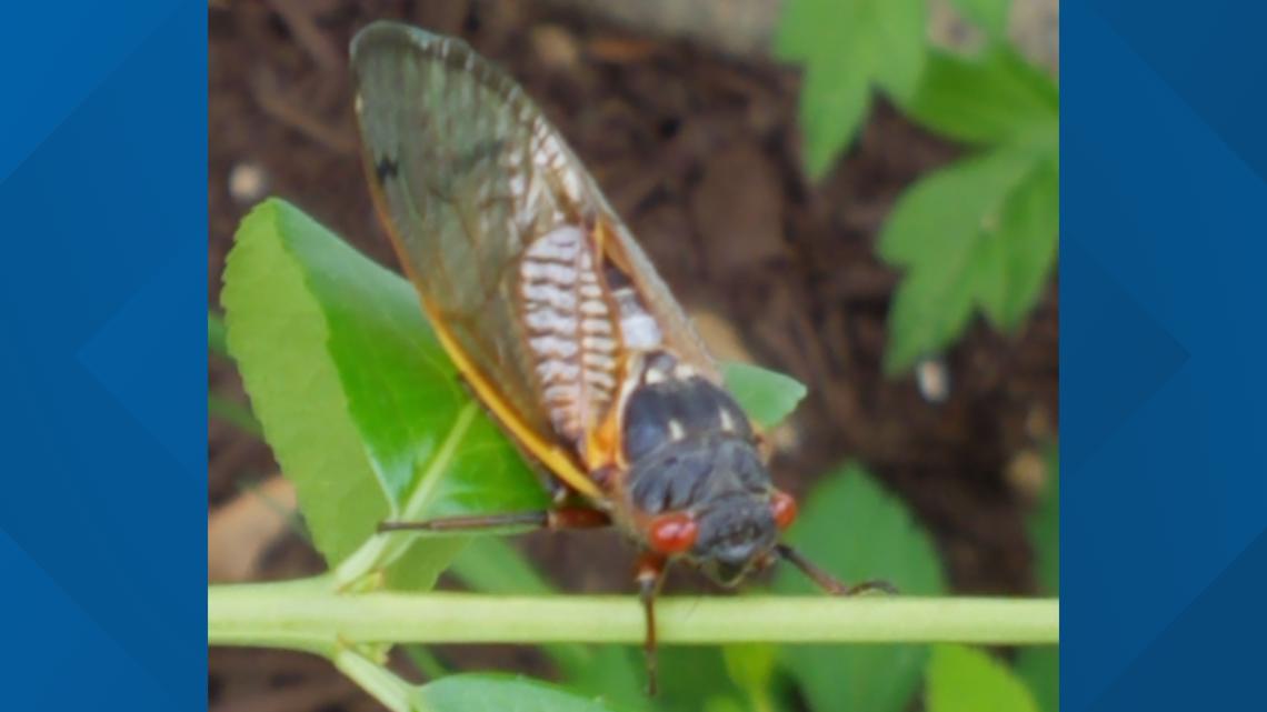 When will cicadas be gone? | wusa9.com