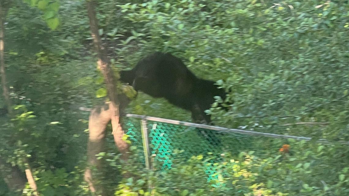 Bear sightings in DC and Arlington could be same bear | wusa9.com