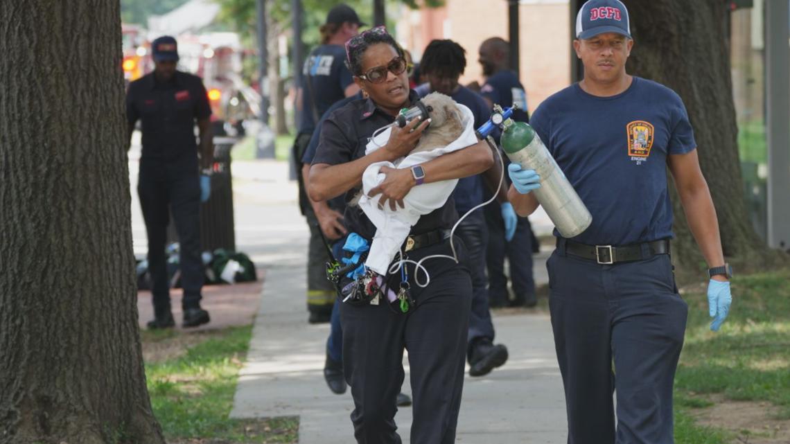 Dog rescued by EMS supervisor from DC apartment fire