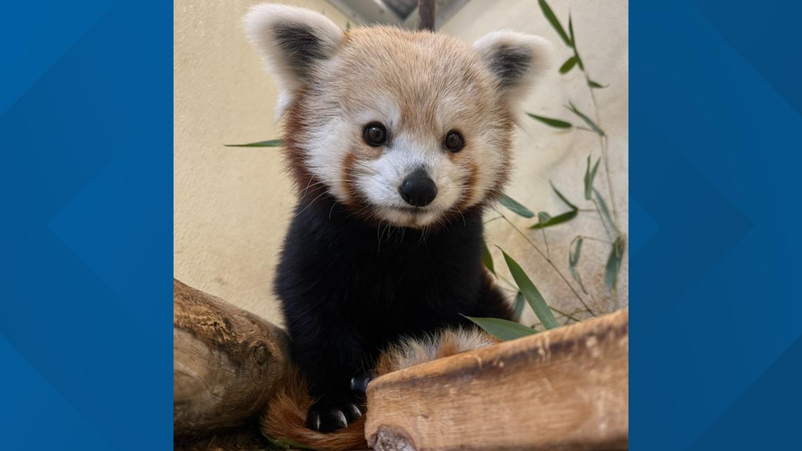 Red panda suddenly, expectedly dies at National Zoo