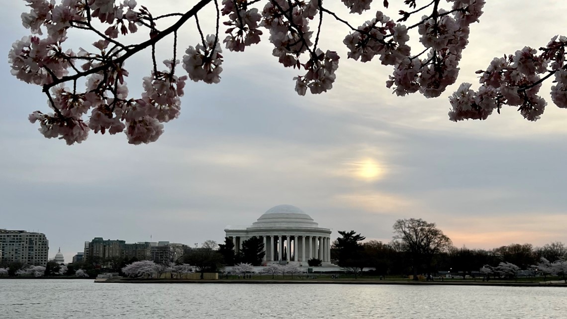 Cherry blossom time in Washington D.C. reveals a warming planet