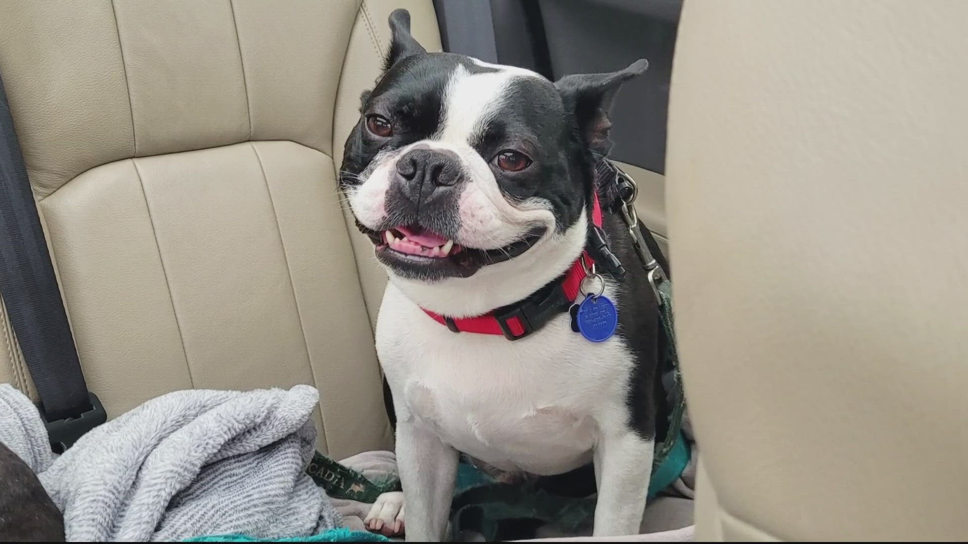 Police continue to search for a dog that was in the backseat of a car stolen from a Prince George's County gas station Thursday afternoon.