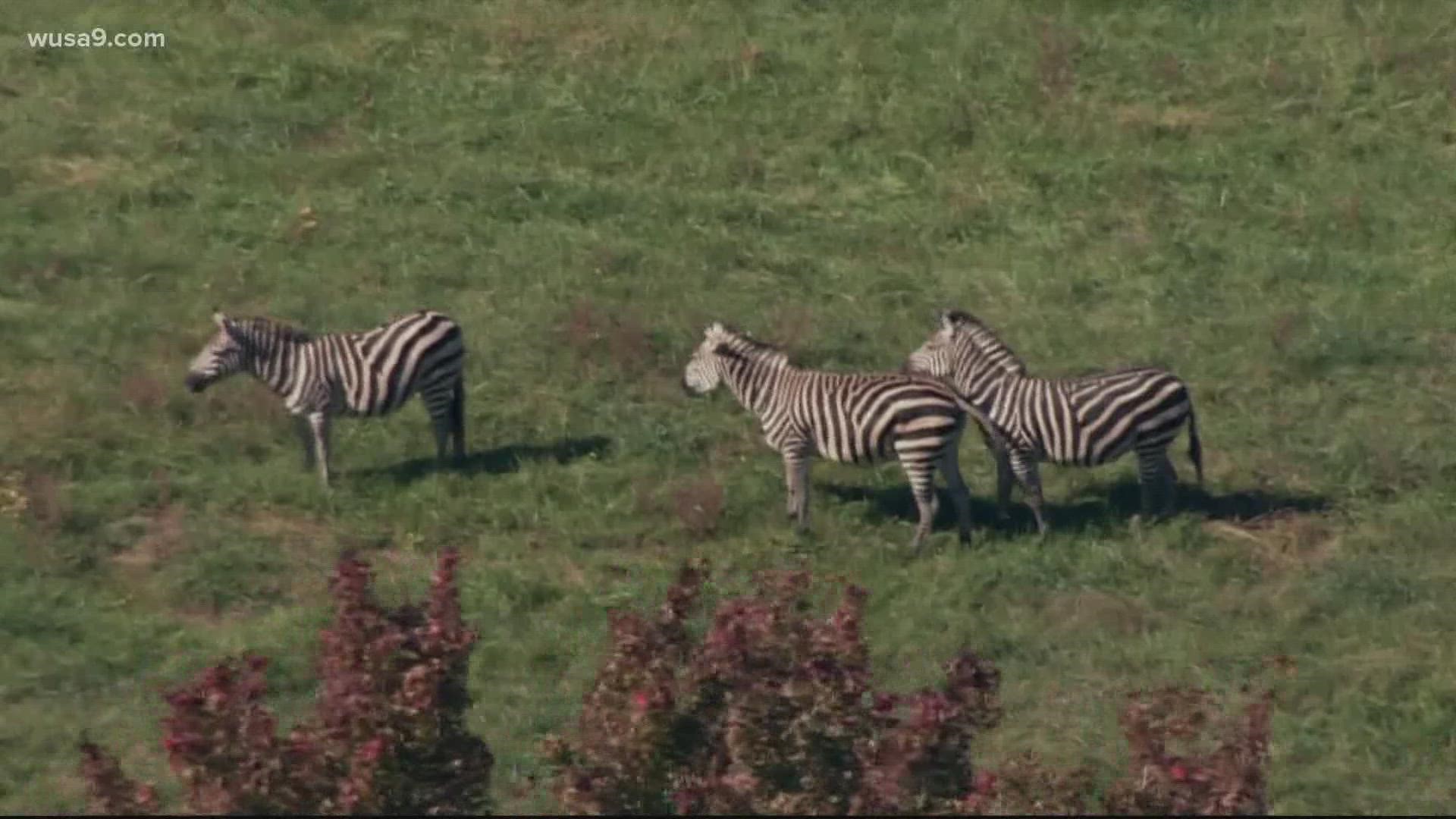 You can have a pet zebra in Maryland and Virginia but not in DC 