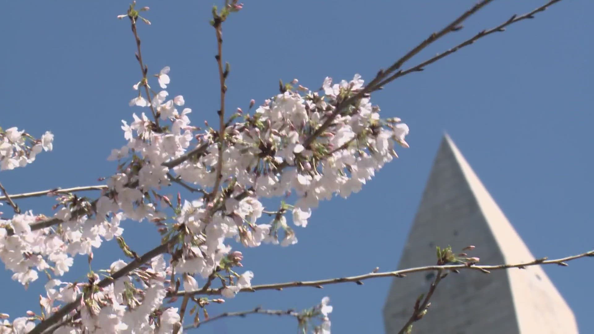 It's still too early for cherry blossoms, a spokesperson for the National Park Service said.