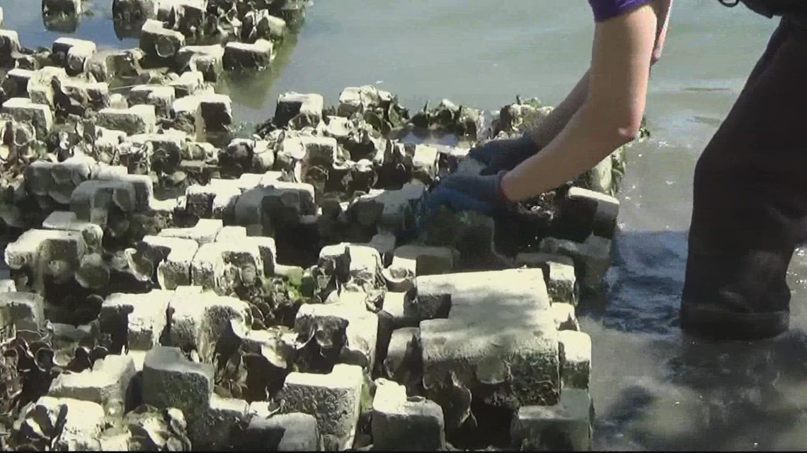 Oyster Castles: An innovative way to shield our shorelines and enhance our ecosystems