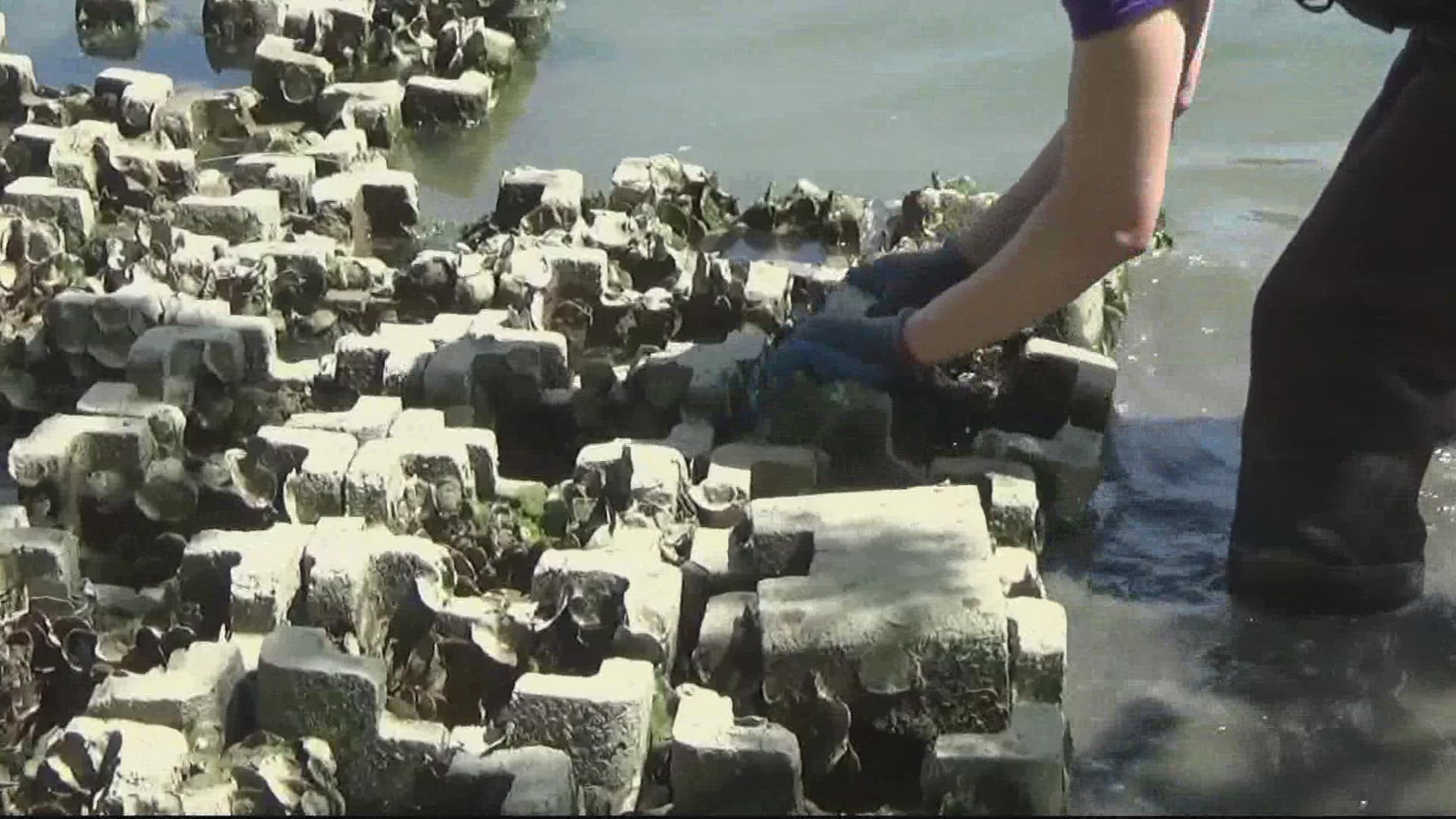 Cinder block stacks become a thriving habitat that shields the shoreline and keeps the bay clean.