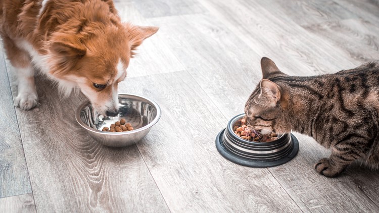 Pandemic-related shortages may be to blame for empty pet food shelves