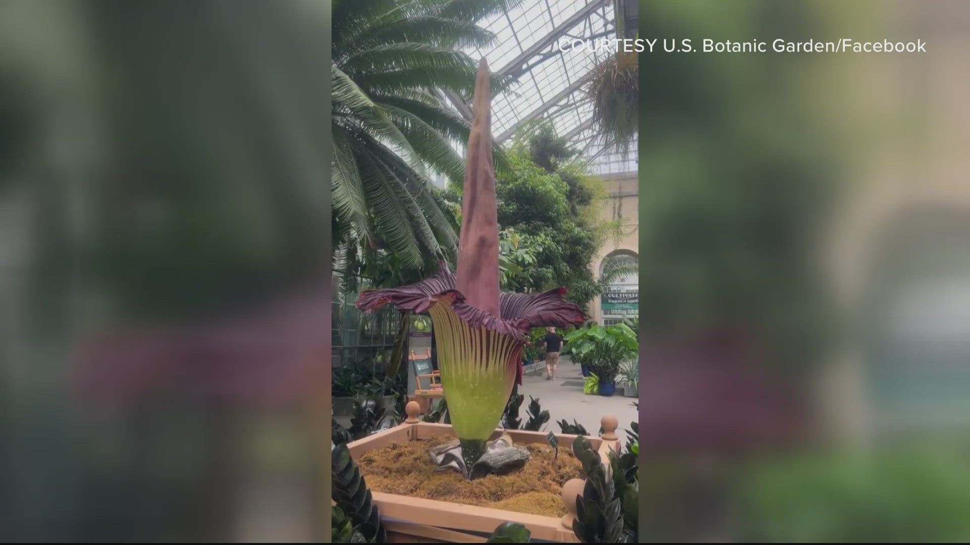 Corpse flower 2023: 1st stinky flower opens in DC | wusa9.com