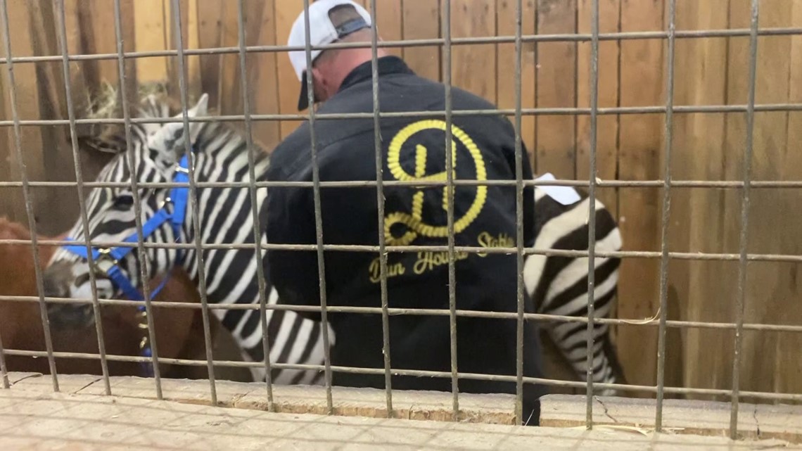 Zebra sells for $15,000 at Maryland auction 