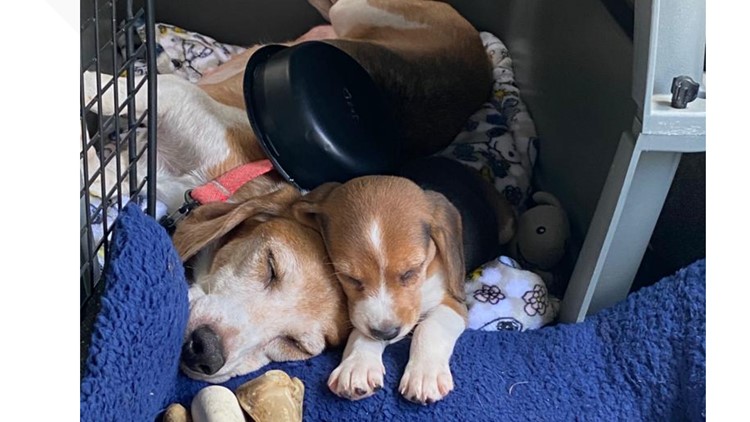 Prince Harry, Meghan Markle adopt Envigo beagle