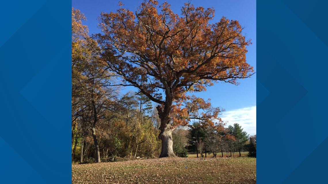 A memorable autumn comes to a quiet and cold conclusion - Vimarsana News
