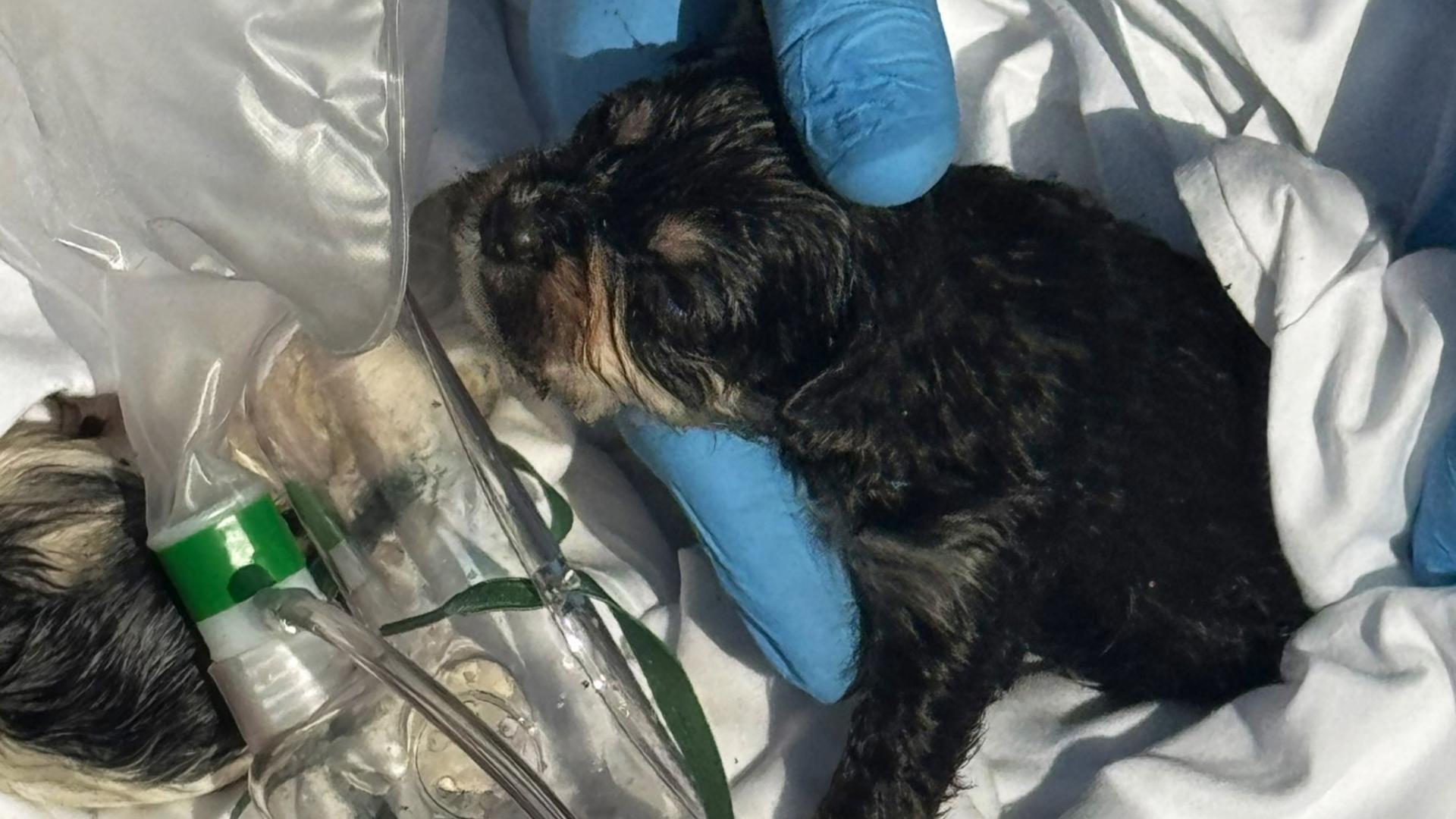 DC house fire leaves family displaced, 3 puppies killed | wusa9.com