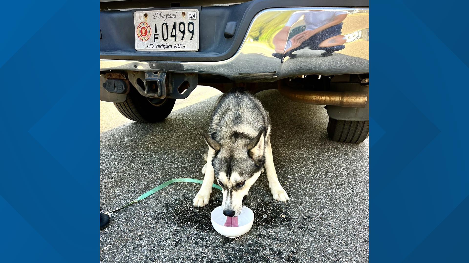 Prince (musician) visual data 7