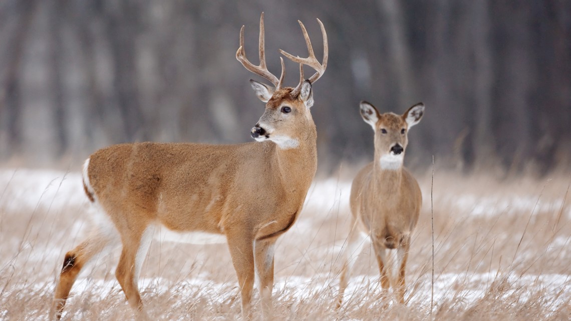 Controlled hunts to manage deer populations are underway at these parks