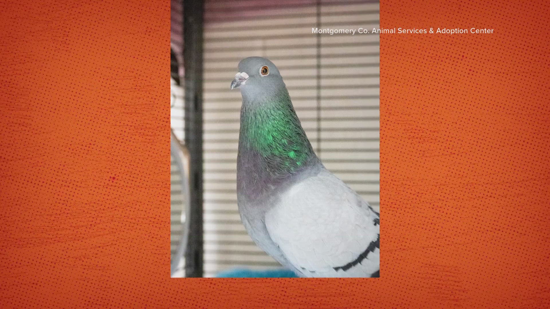 Are you looking for a pigeon companion?