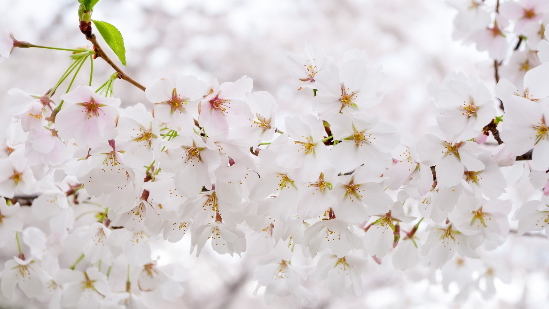 DC cherry blossoms are officially in stage 2