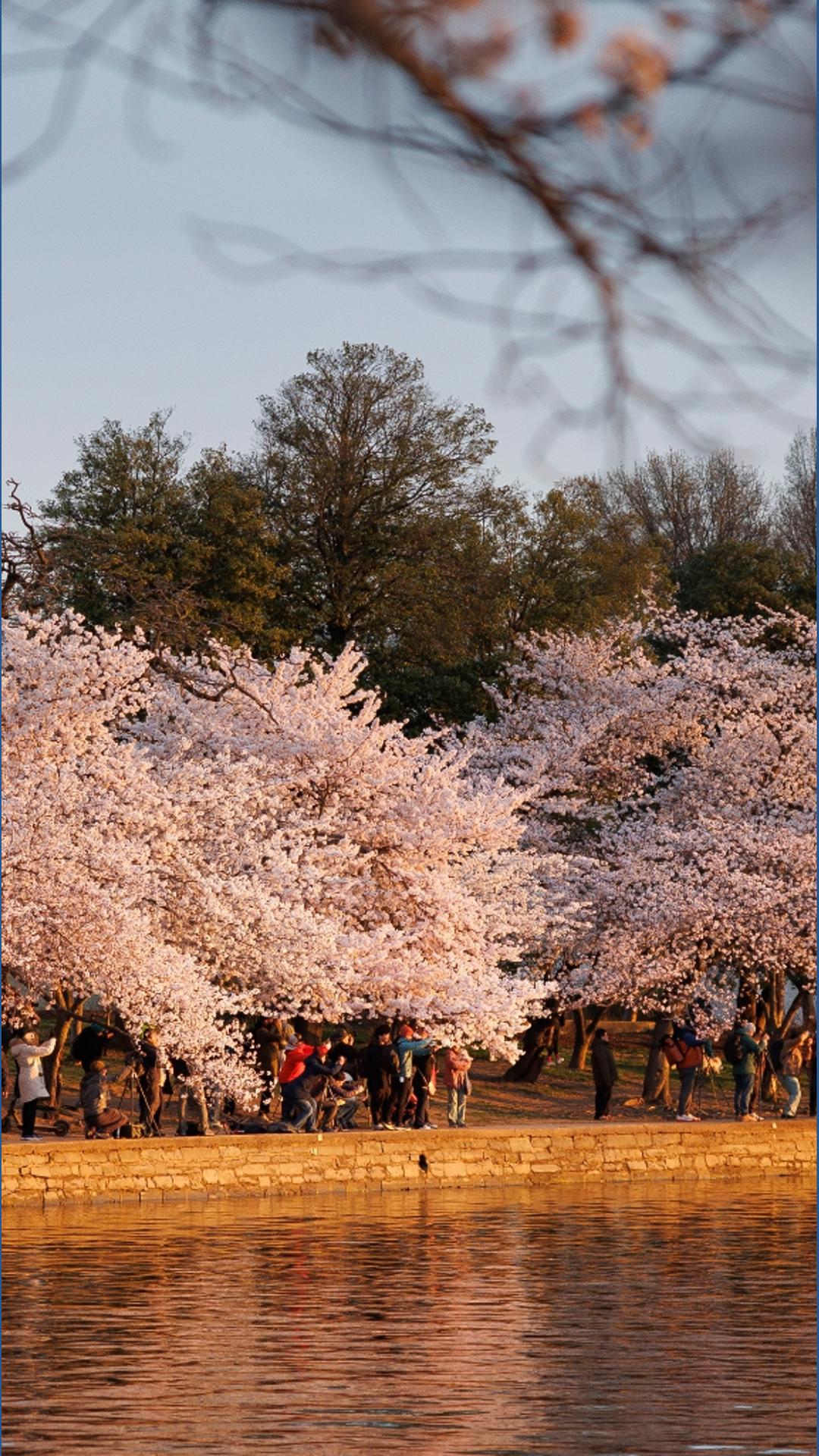 'No question' DC cherry blossoms peak bloom expected Thursday, National ...