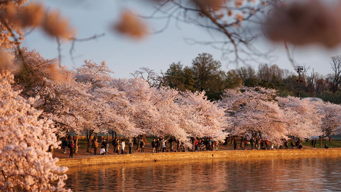 'No question' DC cherry blossoms peak bloom expected Thursday, National Park Service says