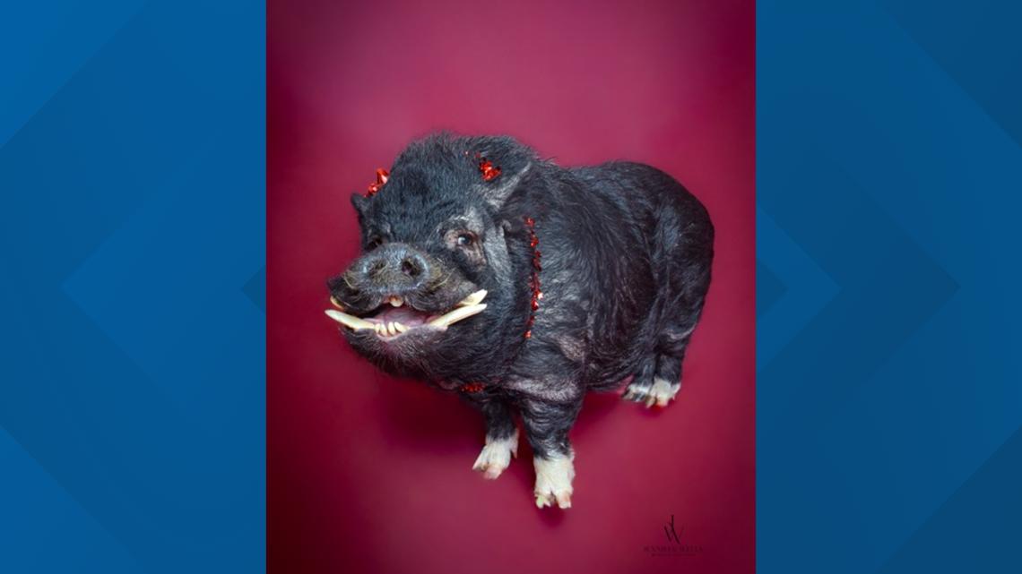 Meet Bimbap, the 124-pound pig, looking for a home for the holidays