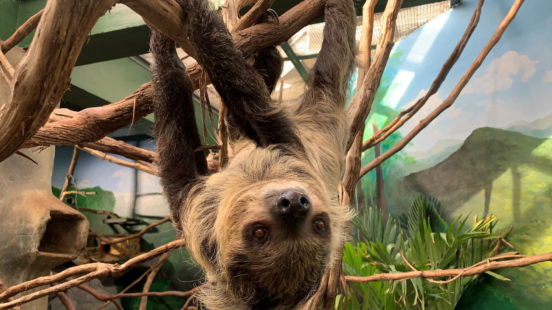 How zookeepers make breeding matches for species survival