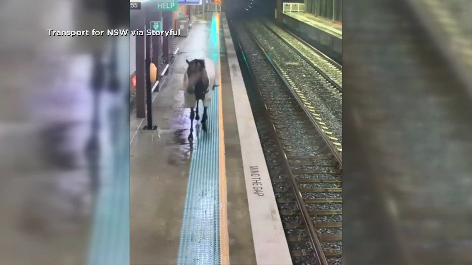 The horse was quickly wrangled before getting on a train.